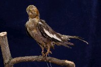 藏品(玄鳳鸚鵡)的圖片